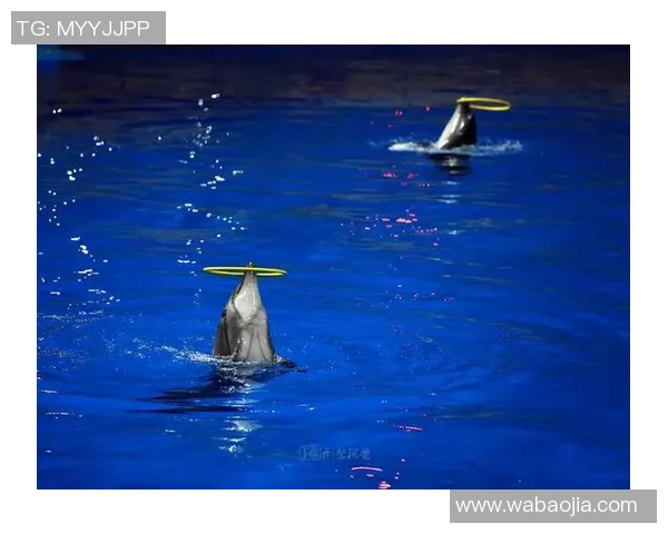 海豚足球画展现海洋生物与运动激情的完美结合
